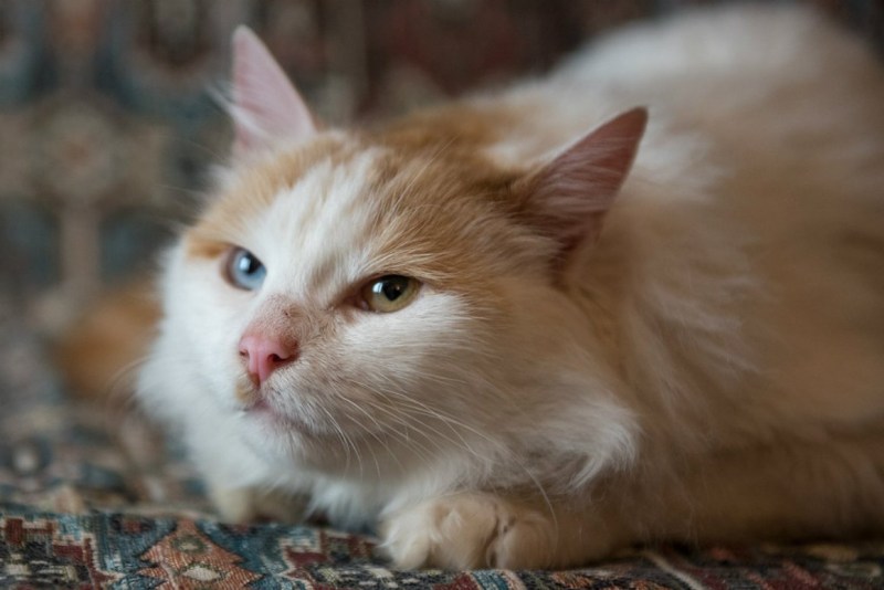 Кот турецкий Ван