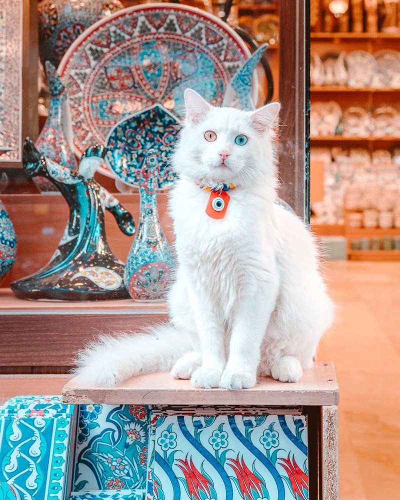 Турецкая Ванская кошка