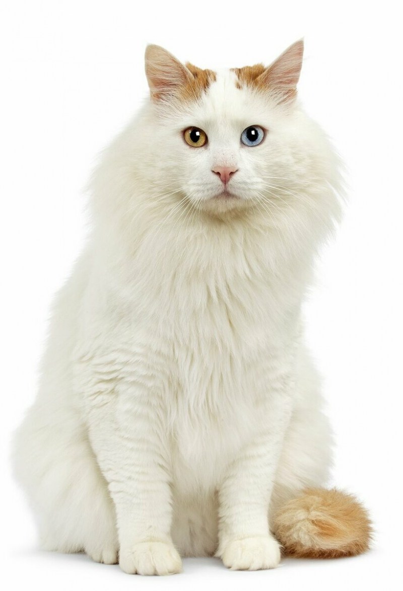 Турецкая Ванская кошка