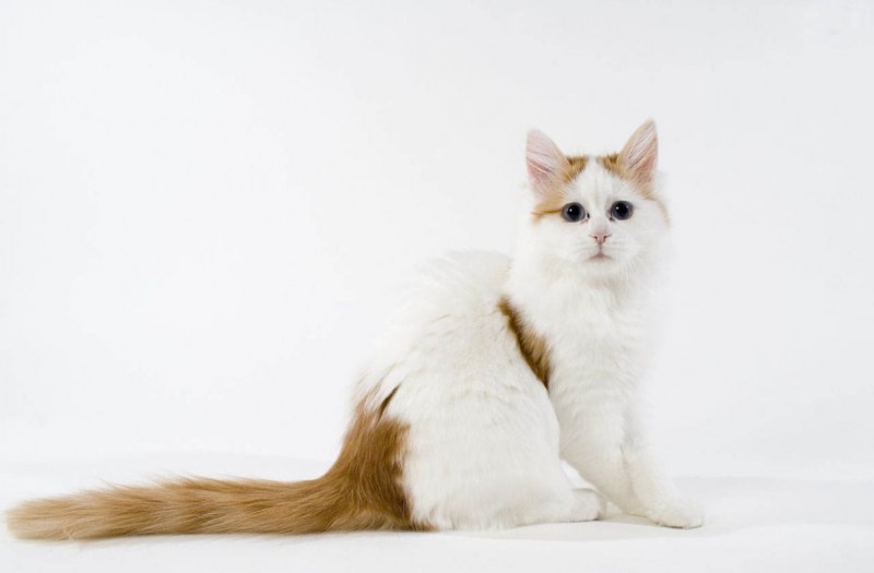 Турецкая Ванская кошка