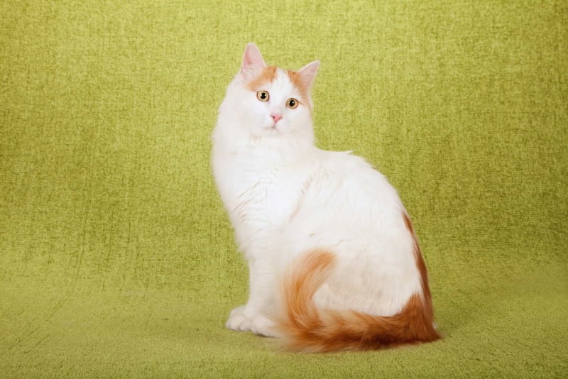 Турецкая Ванская кошка