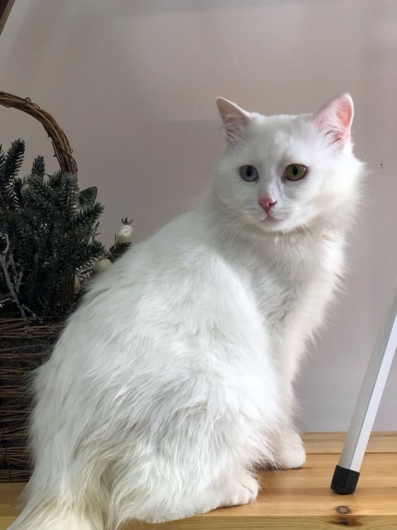Турецкая Ванская кошка