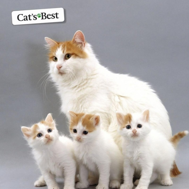 Кот турецкий Ван фото