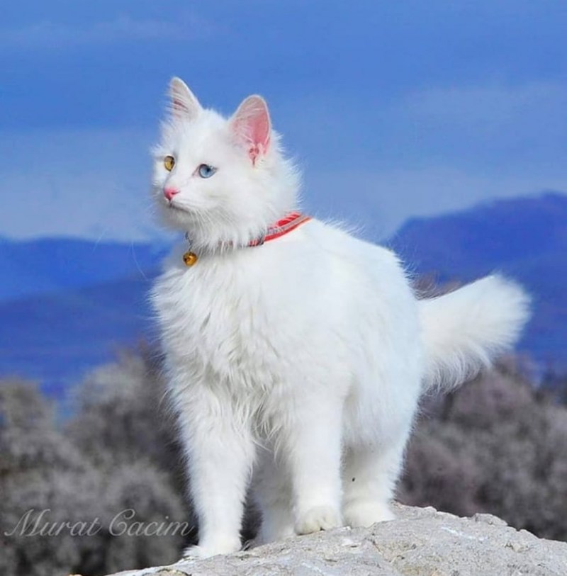 Турецкая Ванская кошка