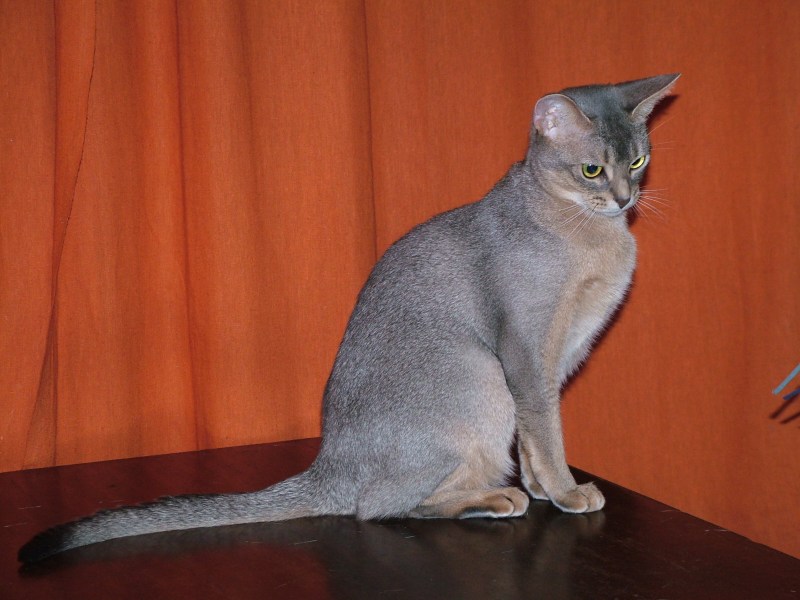 Абиссинский кот
