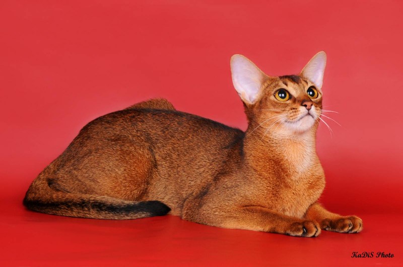 Абиссинская кошка альбинос