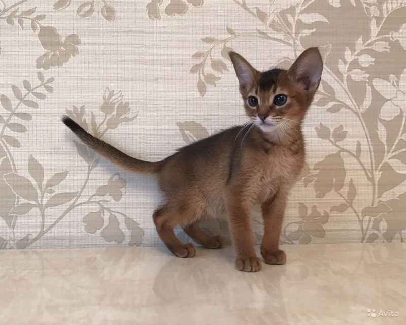 Абиссинская кошка фавн