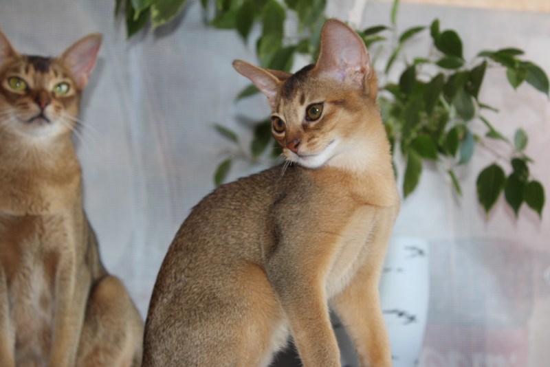 Абиссинская кошка пятнистая