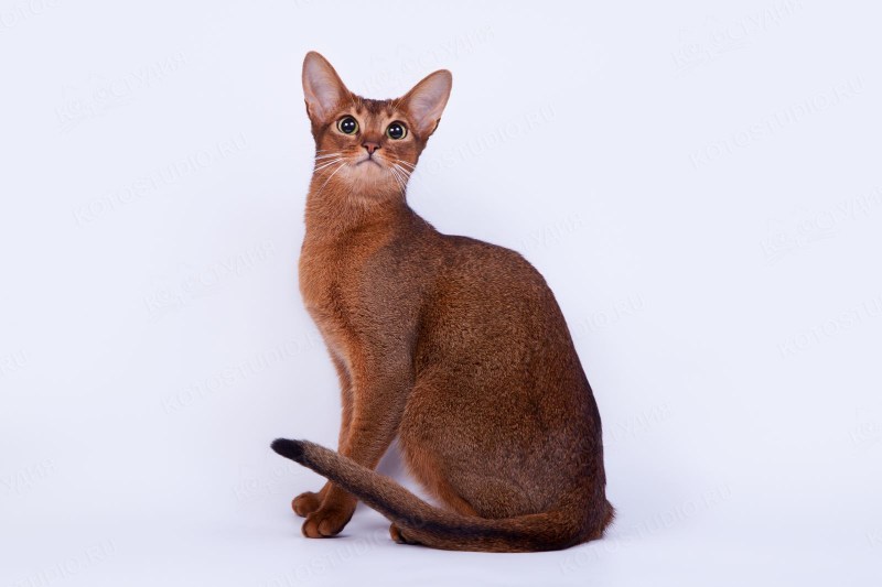 Абиссинская кошка