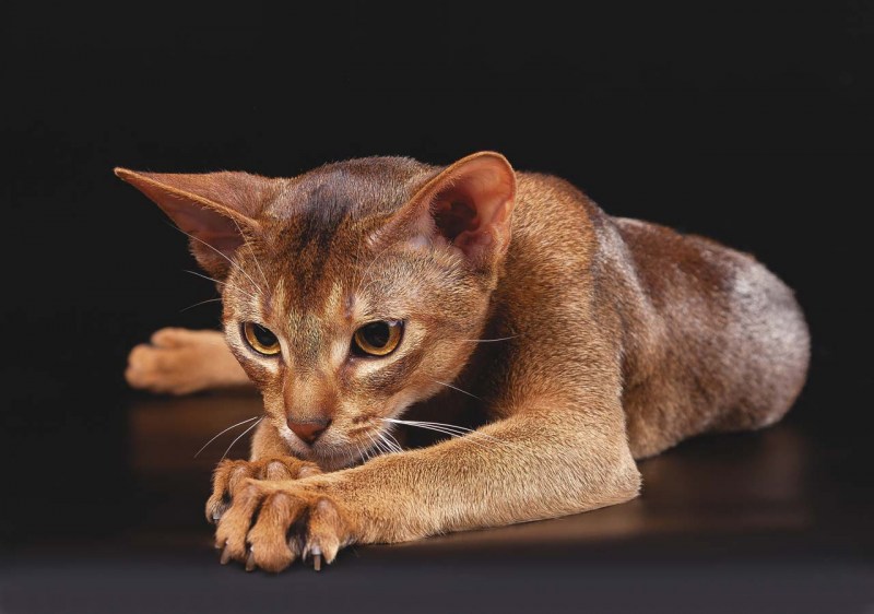 Абиссинская кошка