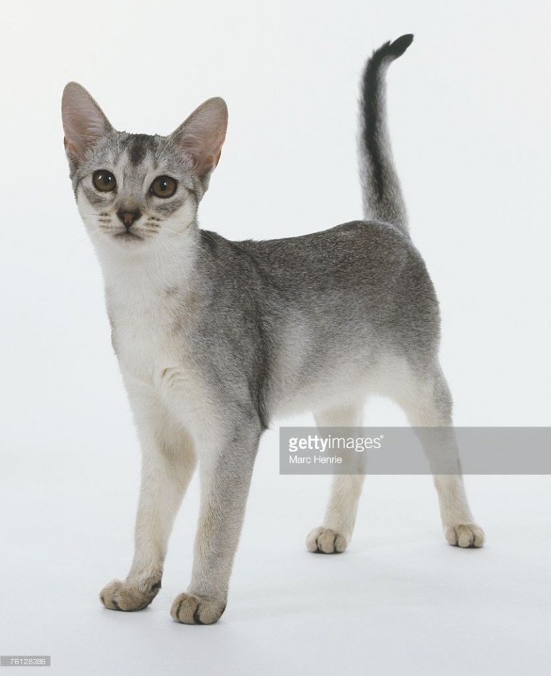 Абиссинская кошка белая