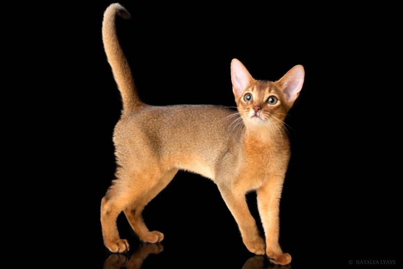 Кот абиссинец леопард