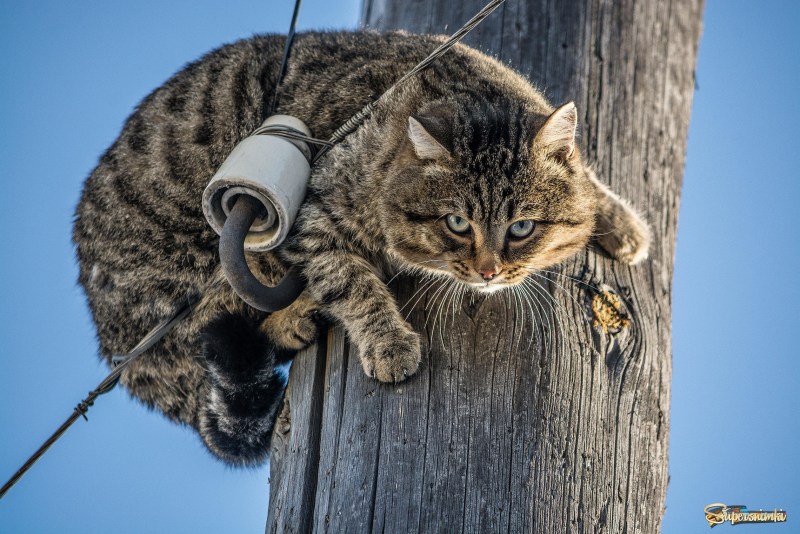 Кот электрик
