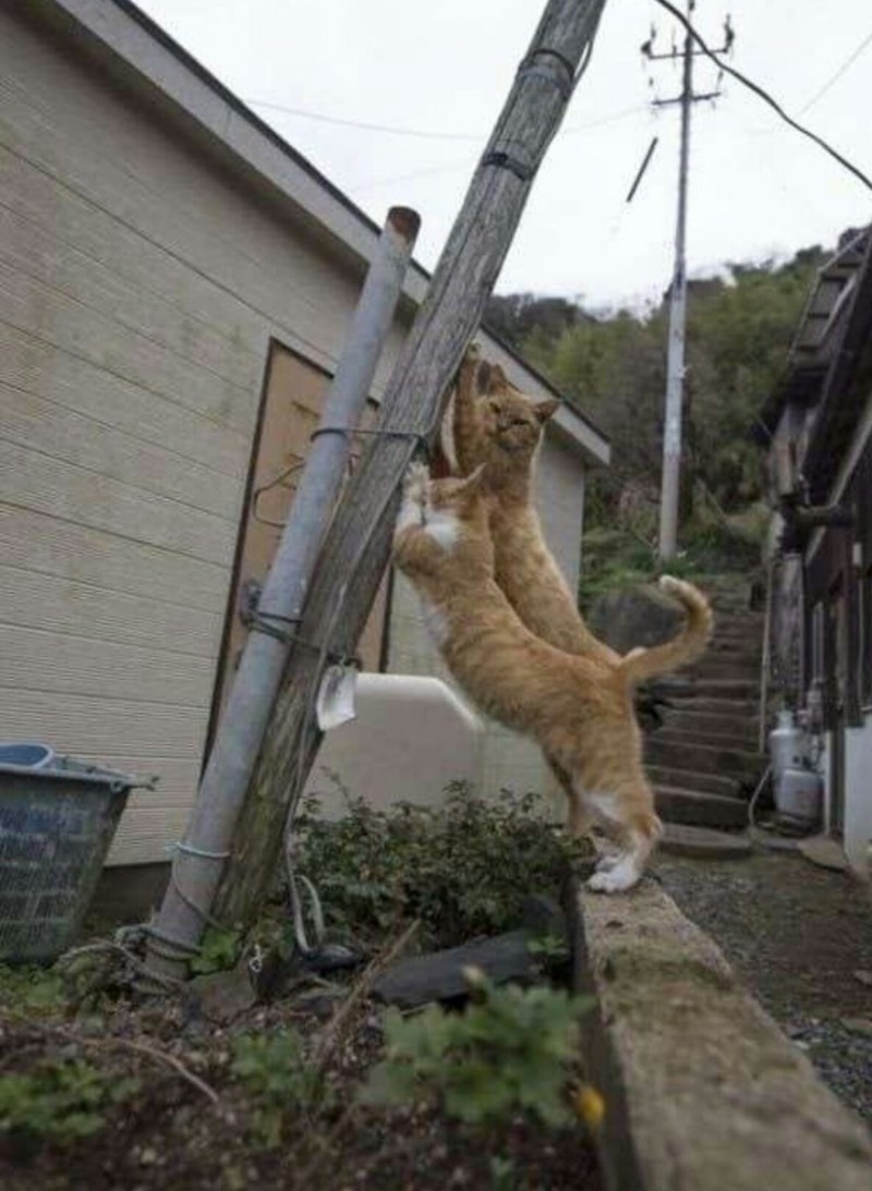 Кот электрик