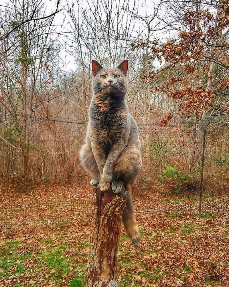 Кот сидит на столбе
