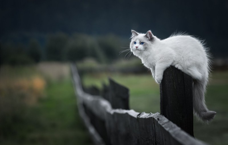 Котик на заборе