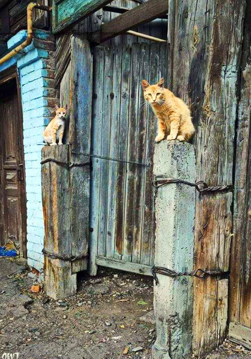 Кошка на дереве в парке