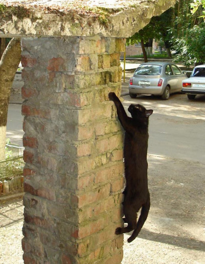 Кошка лезет