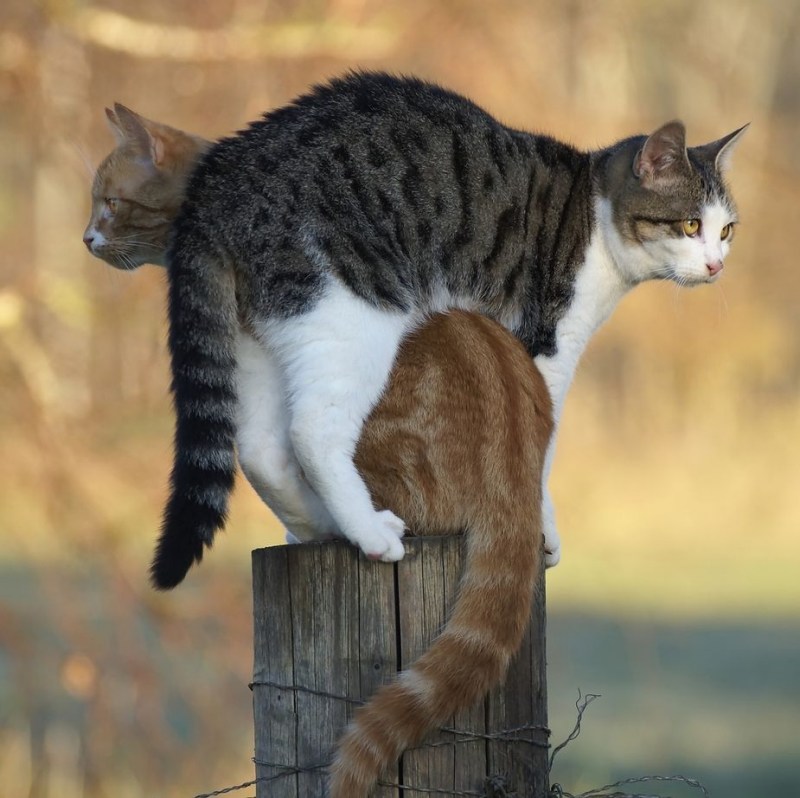 Ворот для кошки