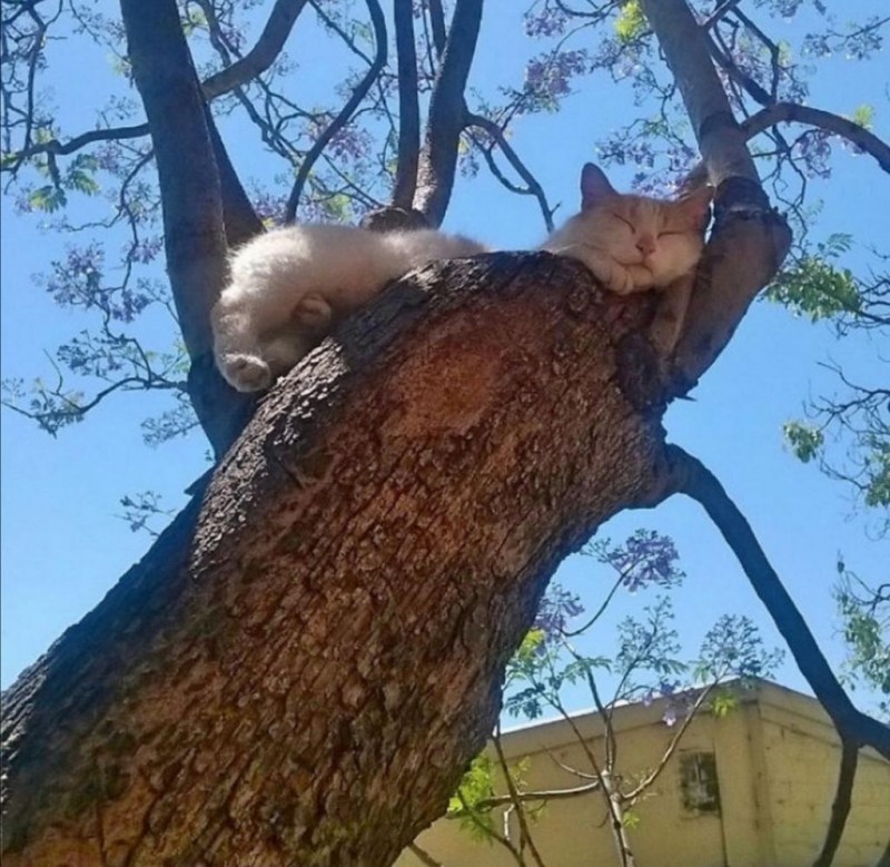 Кот сидит на столбе