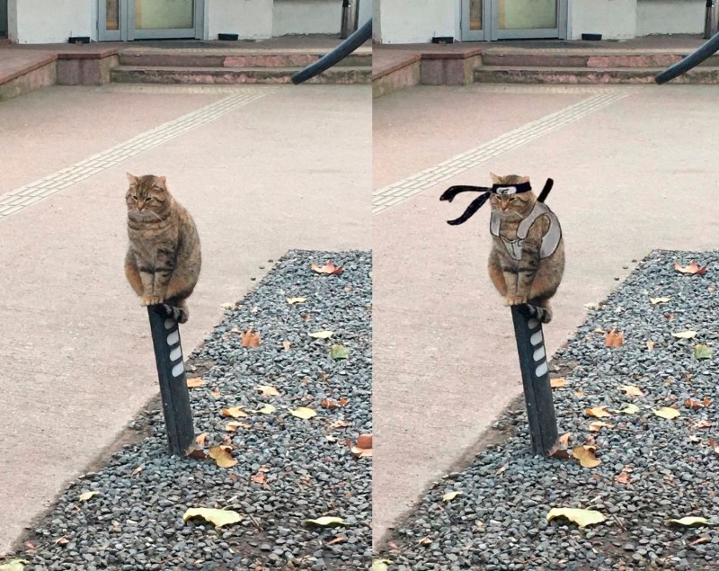 Кот на столбе Мем
