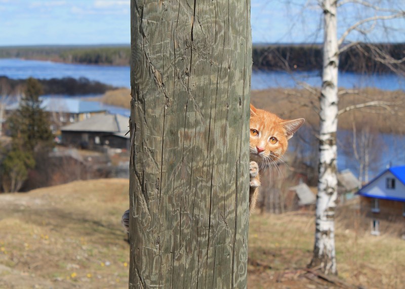 ПСС кот