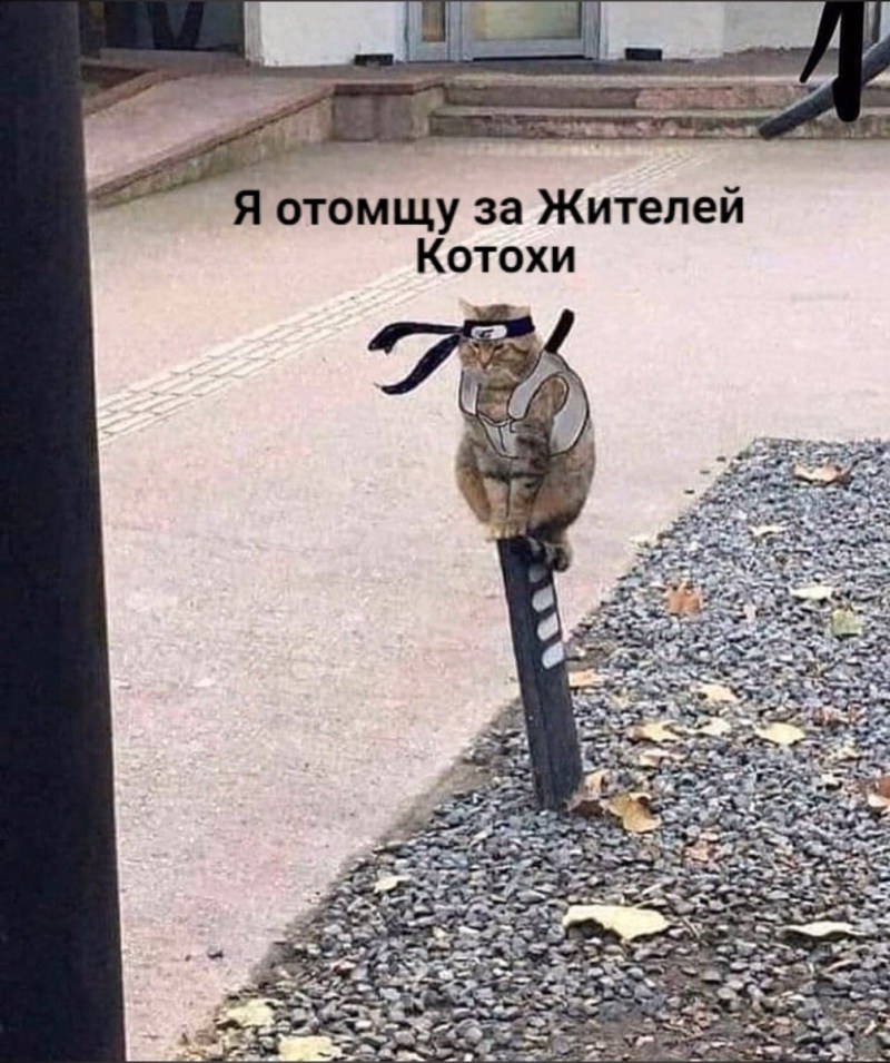 Енот залез на столб