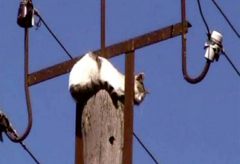 Кот на столбе с повязкой