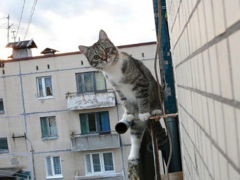Кошка на перилах