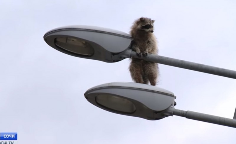 Кошки для столбов