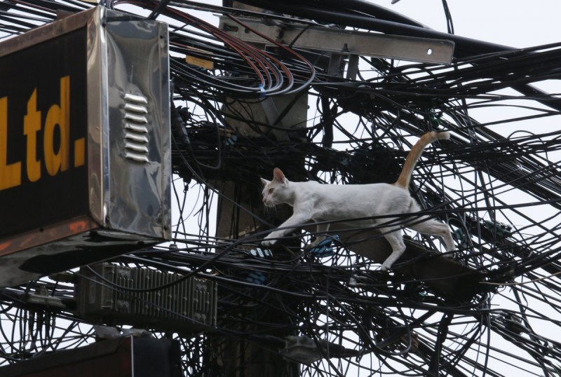 Котик и провода
