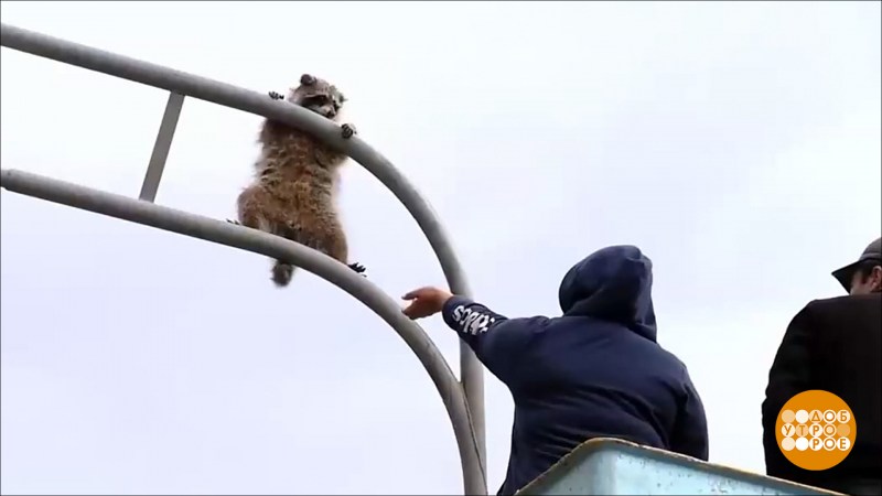 Кот на столбе электрическом