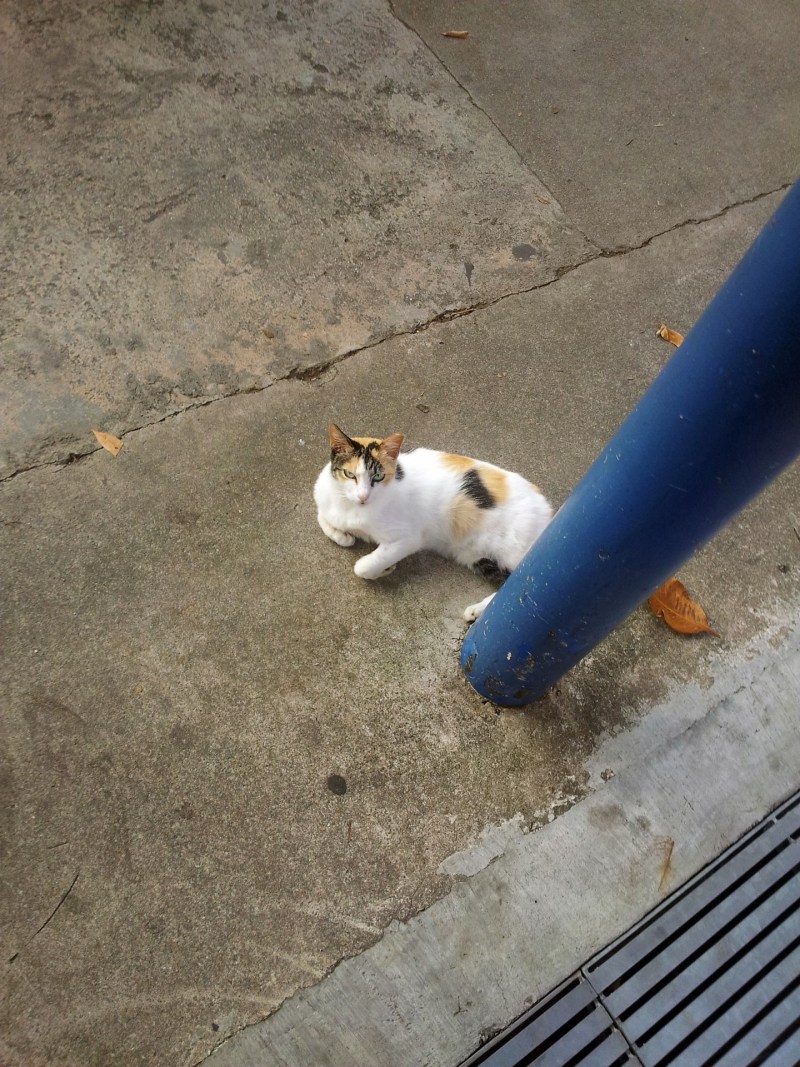 Кошка сидит боком