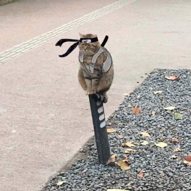 Кот Наруто на столбе