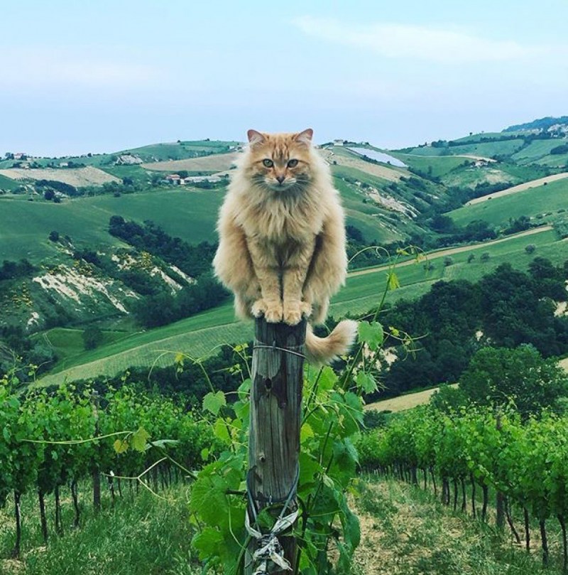 Коты радуются