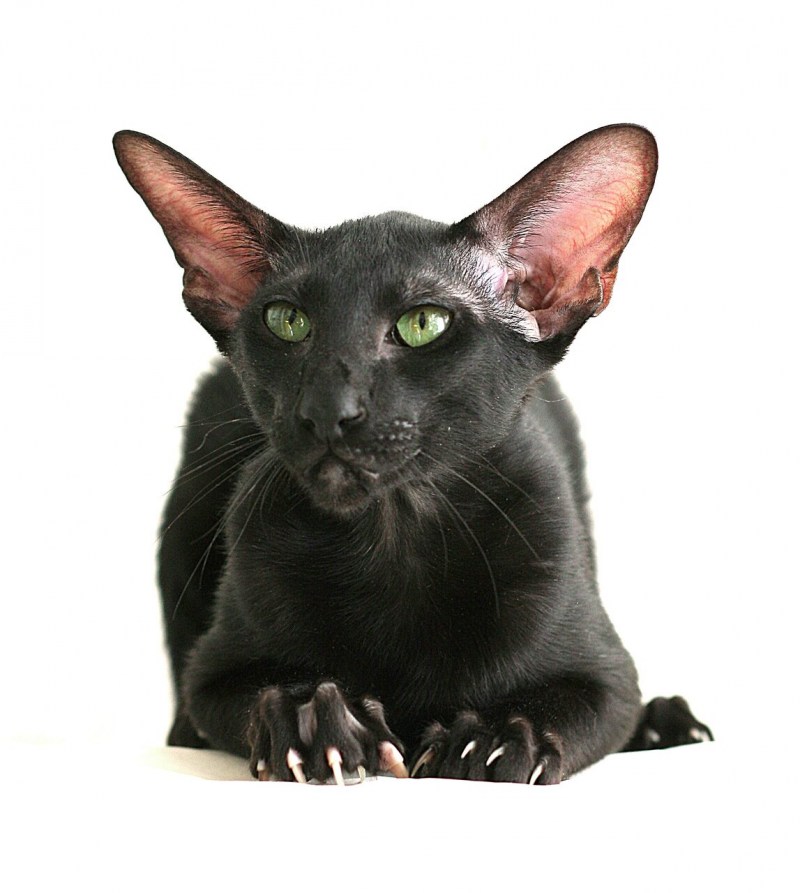 Кошка Ориентал