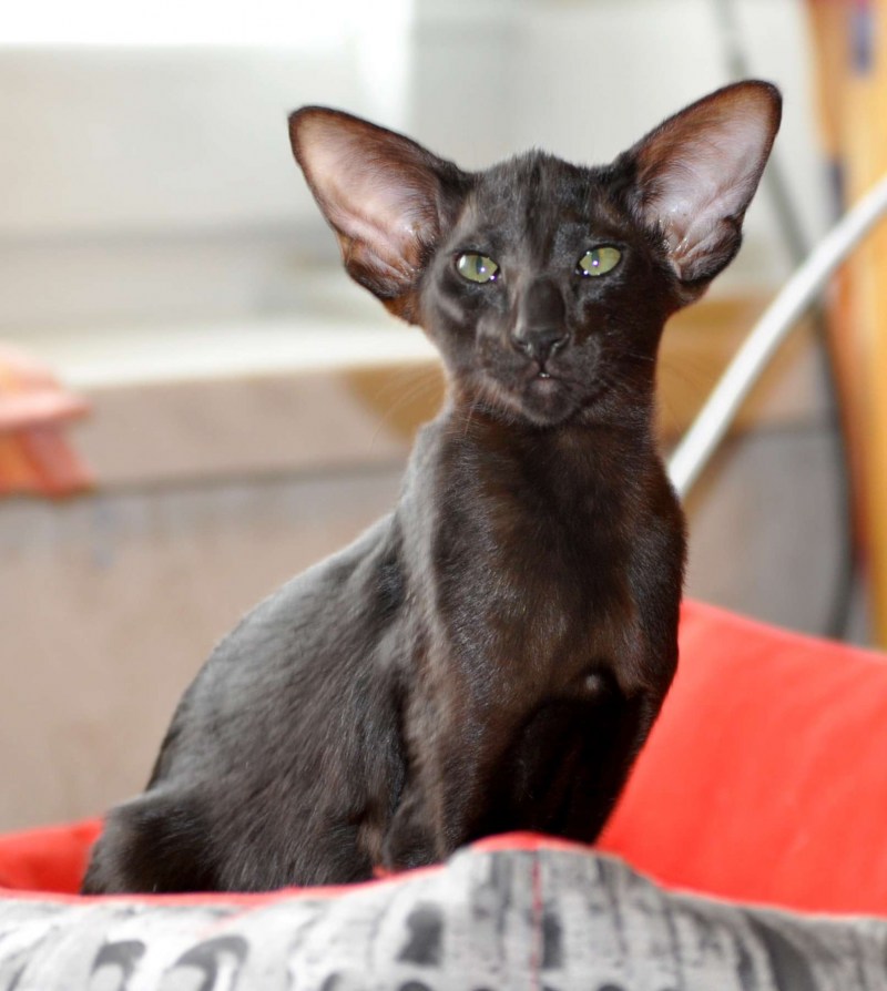 Ориентальная кошка котята