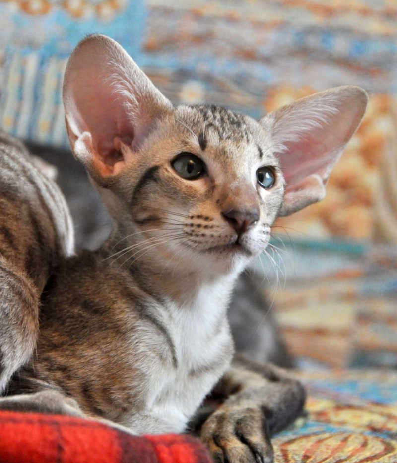 Ориентальная короткошерстная кошка
