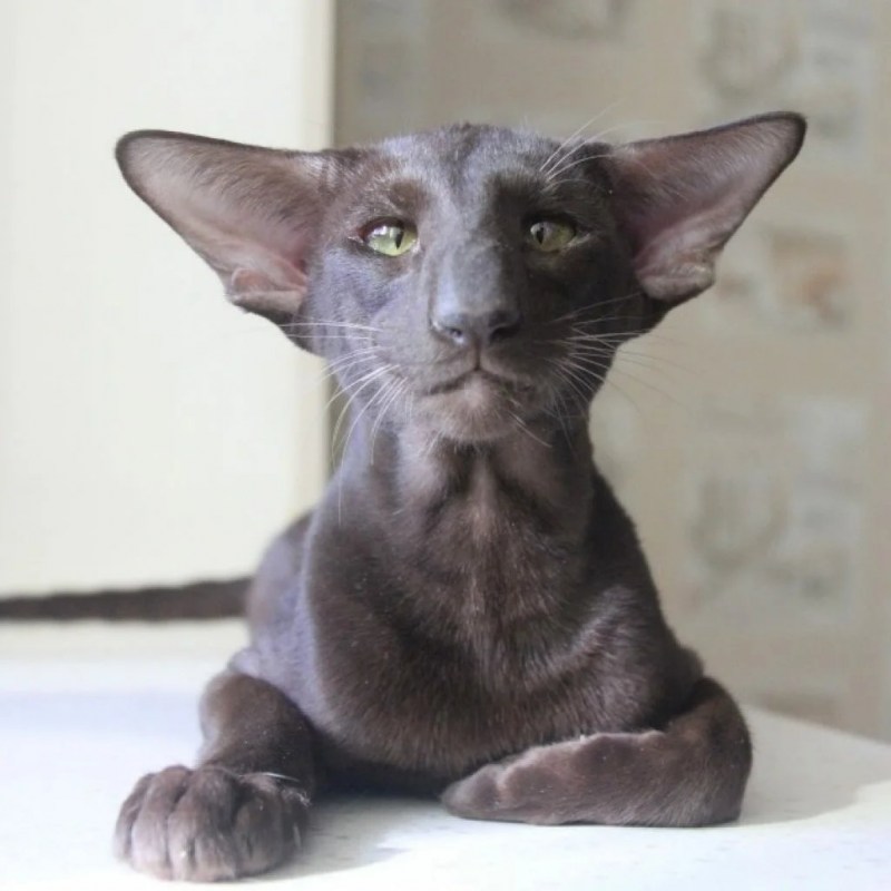 Ориентальная кошка