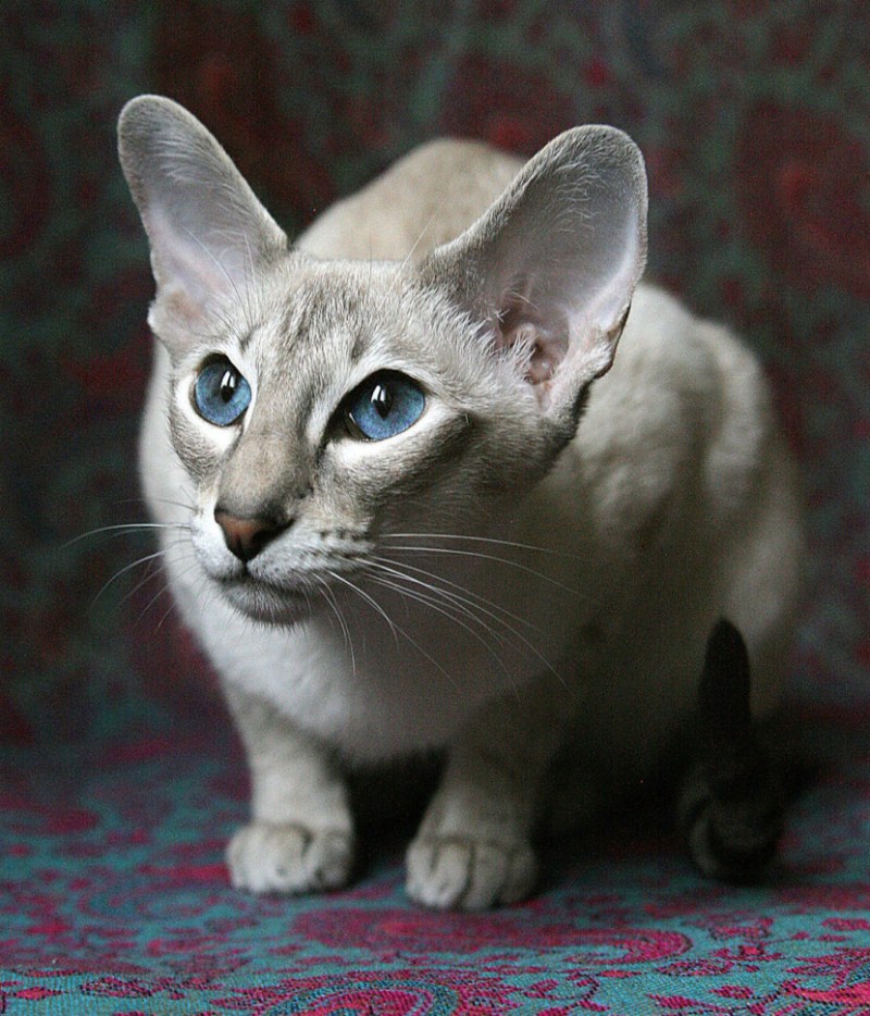 Ориентальный кот