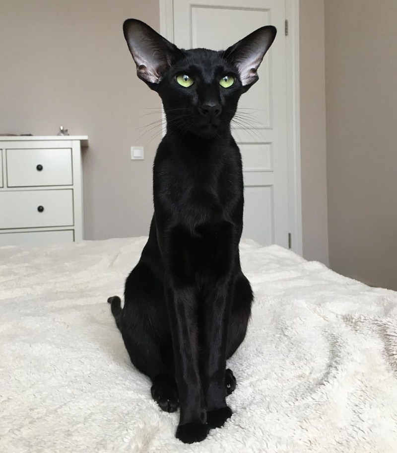 Ориентальная кошка