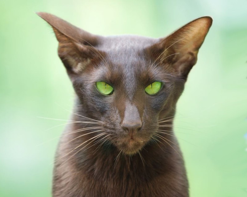 Сейшельский ориентальный кот