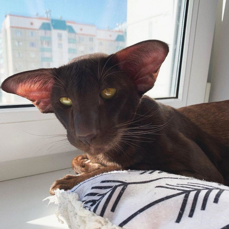 Кот породы Ориентал