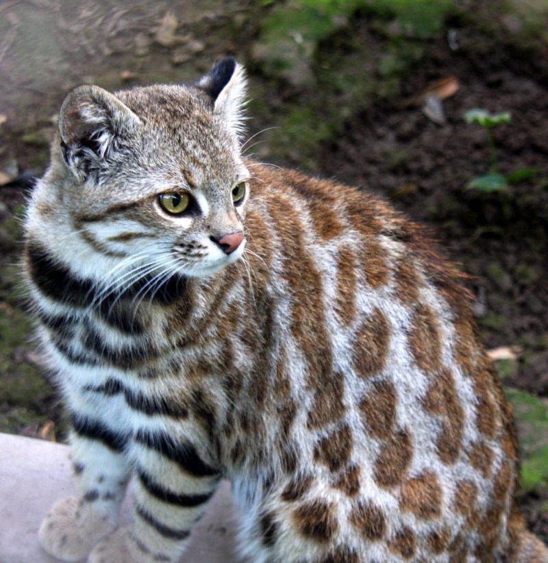 Пампасская кошка (leopardus Pajeros),
