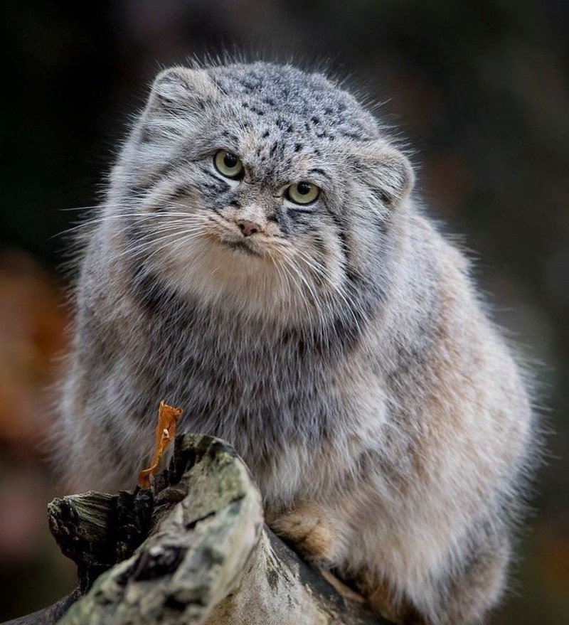 Манул Felis manul