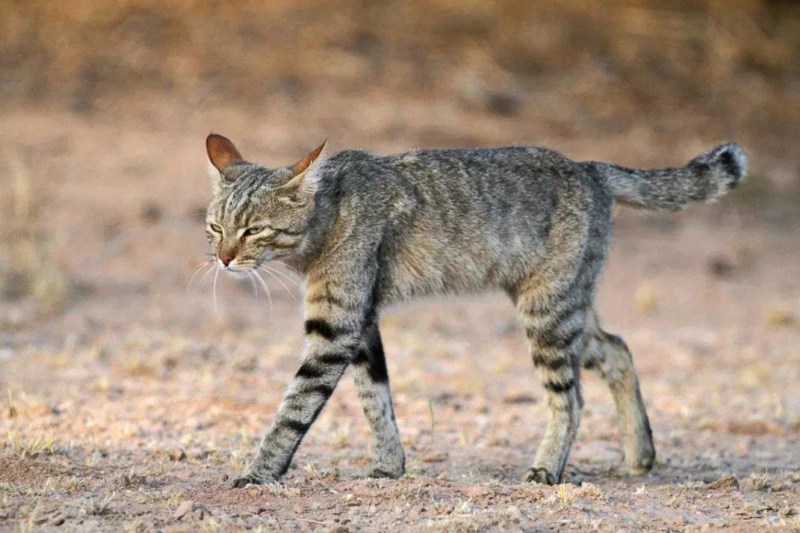 Felis Silvestris lybica