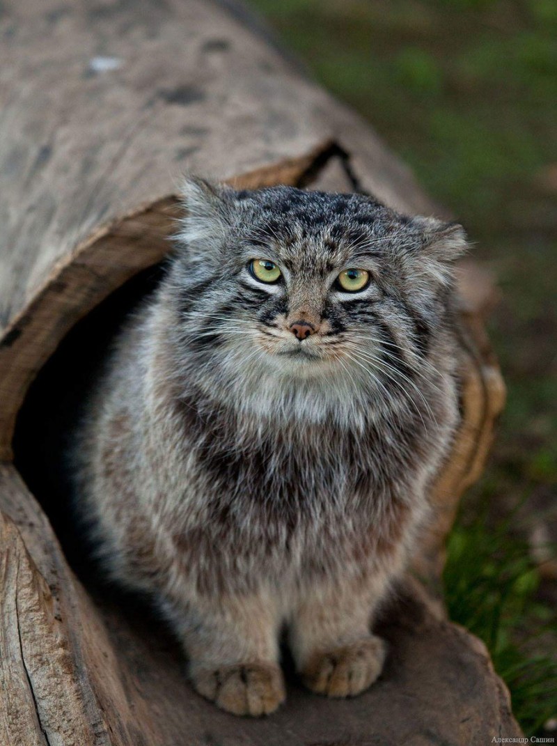 Лесной кот Манул