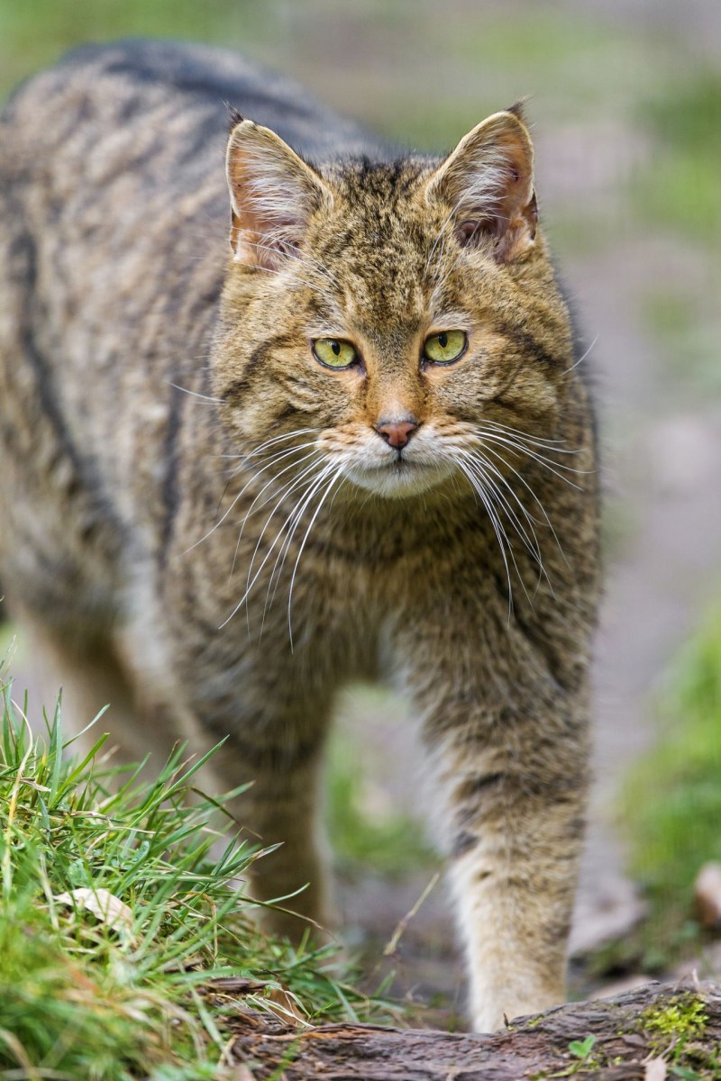 Камышовый кот (Хаус) (Felis Chaus)