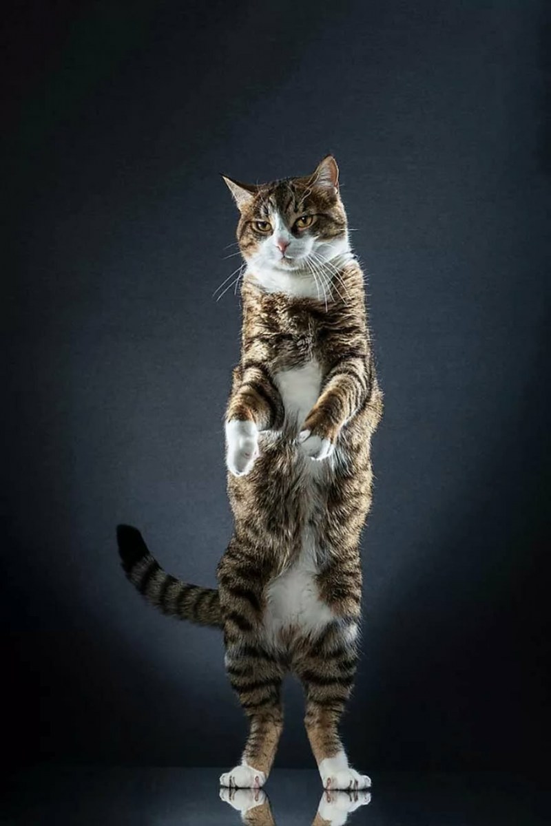 Кот стоящий на задних лапах