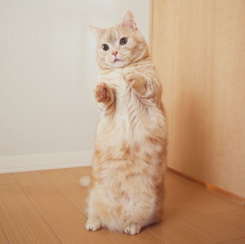 Манчкин кот